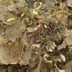 Corticolous on low root in coastal forest, Picton Malbrough.<br>Photographer: Marley Ford, Date taken: 12/01/2023, Licence: <a target='_blank' href='https://creativecommons.org/licenses/by/4.0'>CC BY</a>. <a class='member-message' href='/nzpcn/why-join-nzpcn/' target='_blank'>Members can view a larger version of this image.</a>