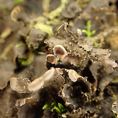 Corticolous on low root in coastal forest, Picton Malbrough.<br>Photographer: Marley Ford, Date taken: 12/01/2023, Licence: <a target='_blank' href='https://creativecommons.org/licenses/by/4.0'>CC BY</a>. <a class='member-message' href='/nzpcn/why-join-nzpcn/' target='_blank'>Members can view a larger version of this image.</a>