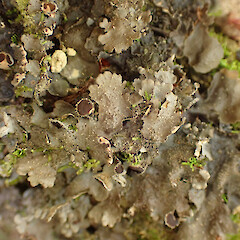 Corticolous on low root in coastal forest, Picton Malbrough.<br>Photographer: Marley Ford, Date taken: 12/01/2023, Licence: <a target='_blank' href='https://creativecommons.org/licenses/by/4.0'>CC BY</a>. <a class='member-message' href='/nzpcn/why-join-nzpcn/' target='_blank'>Members can view a larger version of this image.</a>