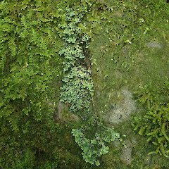 Saxicolous, Putauaki Bay of Plenty.<br>Photographer: Marley Ford, Date taken: 21/07/2022, Licence: <a target='_blank' href='https://creativecommons.org/licenses/by/4.0'>CC BY</a>. <a class='member-message' href='/nzpcn/why-join-nzpcn/' target='_blank'>Members can view a larger version of this image.</a>