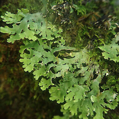 Saxicolous, Putauaki Bay of Plenty.<br>Photographer: Marley Ford, Date taken: 21/07/2022, Licence: <a target='_blank' href='https://creativecommons.org/licenses/by/4.0'>CC BY</a>. <a class='member-message' href='/nzpcn/why-join-nzpcn/' target='_blank'>Members can view a larger version of this image.</a>