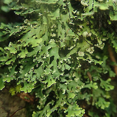 Saxicolous, Putauaki Bay of Plenty.<br>Photographer: Marley Ford, Date taken: 21/07/2022, Licence: <a target='_blank' href='https://creativecommons.org/licenses/by/4.0'>CC BY</a>. <a class='member-message' href='/nzpcn/why-join-nzpcn/' target='_blank'>Members can view a larger version of this image.</a>