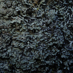 Saxicolous, Hokianga Far North.<br>Photographer: Marley Ford, Date taken: 03/11/2019, Licence: <a target='_blank' href='https://creativecommons.org/licenses/by/4.0'>CC BY</a>. <a class='member-message' href='/nzpcn/why-join-nzpcn/' target='_blank'>Members can view a larger version of this image.</a>