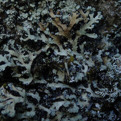 Saxicolous, Hokianga Far North.<br>Photographer: Marley Ford, Date taken: 03/11/2019, Licence: <a target='_blank' href='https://creativecommons.org/licenses/by/4.0'>CC BY</a>. <a class='member-message' href='/nzpcn/why-join-nzpcn/' target='_blank'>Members can view a larger version of this image.</a>