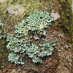 Heterodermia japonica