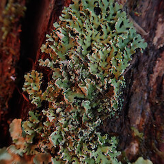 Corticolous, South Kaipara.<br>Photographer: Marley Ford, Date taken: 08/08/2019, Licence: <a target='_blank' href='https://creativecommons.org/licenses/by/4.0'>CC BY</a>. <a class='member-message' href='/nzpcn/why-join-nzpcn/' target='_blank'>Members can view a larger version of this image.</a>