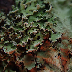 Corticolous, South Kaipara.<br>Photographer: Marley Ford, Date taken: 08/08/2019, Licence: <a target='_blank' href='https://creativecommons.org/licenses/by/4.0'>CC BY</a>. <a class='member-message' href='/nzpcn/why-join-nzpcn/' target='_blank'>Members can view a larger version of this image.</a>