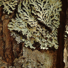Corticolous in sand kānuka (Kunzea amathicola), Hokianga Far North.<br>Photographer: Marley Ford, Date taken: 10/02/2020, Licence: <a target='_blank' href='https://creativecommons.org/licenses/by/4.0'>CC BY</a>. <a class='member-message' href='/nzpcn/why-join-nzpcn/' target='_blank'>Members can view a larger version of this image.</a>