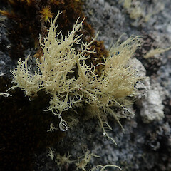 Usnea torulosa