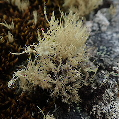 Saxicolous, alpine, Mt Anglem Stewart Island.<br>Photographer: Marley Ford, Date taken: 20/03/2022, Licence: <a target='_blank' href='https://creativecommons.org/licenses/by/4.0'>CC BY</a>. <a class='member-message' href='/nzpcn/why-join-nzpcn/' target='_blank'>Members can view a larger version of this image.</a>