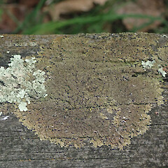 Lignicolous on fence, Cornwall Park Auckland.<br>Photographer: Marley Ford, Date taken: 25/09/2021, Licence: <a target='_blank' href='https://creativecommons.org/licenses/by/4.0'>CC BY</a>. <a class='member-message' href='/nzpcn/why-join-nzpcn/' target='_blank'>Members can view a larger version of this image.</a>