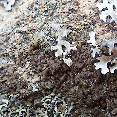 Saxicolous on coastal rock, Whangārei Heads Northland.<br>Photographer: Marley Ford, Date taken: 06/11/2020, Licence: <a target='_blank' href='https://creativecommons.org/licenses/by/4.0'>CC BY</a>. <a class='member-message' href='/nzpcn/why-join-nzpcn/' target='_blank'>Members can view a larger version of this image.</a>