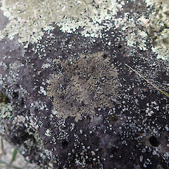 Saxicolous on basalt, Western Springs Auckland.<br>Photographer: Marley Ford, Date taken: 24/08/2021, Licence: <a target='_blank' href='https://creativecommons.org/licenses/by/4.0'>CC BY</a>. <a class='member-message' href='/nzpcn/why-join-nzpcn/' target='_blank'>Members can view a larger version of this image.</a>