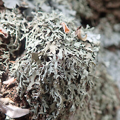 Saxicolous, Whangārei Heads Northland.<br>Photographer: Marley Ford, Date taken: 02/11/2020, Licence: <a target='_blank' href='https://creativecommons.org/licenses/by/4.0'>CC BY</a>. <a class='member-message' href='/nzpcn/why-join-nzpcn/' target='_blank'>Members can view a larger version of this image.</a>
