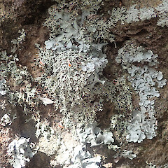 Saxicolous, Whangārei Heads Northland.<br>Photographer: Marley Ford, Date taken: 02/11/2020, Licence: <a target='_blank' href='https://creativecommons.org/licenses/by/4.0'>CC BY</a>. <a class='member-message' href='/nzpcn/why-join-nzpcn/' target='_blank'>Members can view a larger version of this image.</a>