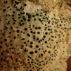 Pyrenula nitidula