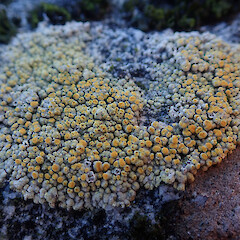 Locally common on coastal rocks, Horseshoe Bay Stewart Island.<br>Photographer: Marley Ford, Date taken: 09/04/2021, Licence: <a target='_blank' href='https://creativecommons.org/licenses/by/4.0'>CC BY</a>. <a class='member-message' href='/nzpcn/why-join-nzpcn/' target='_blank'>Members can view a larger version of this image.</a>