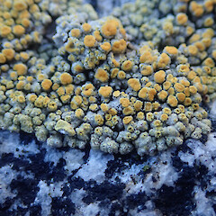 Locally common on coastal rocks, Horseshoe Bay Stewart Island.<br>Photographer: Marley Ford, Date taken: 09/04/2021, Licence: <a target='_blank' href='https://creativecommons.org/licenses/by/4.0'>CC BY</a>. <a class='member-message' href='/nzpcn/why-join-nzpcn/' target='_blank'>Members can view a larger version of this image.</a>