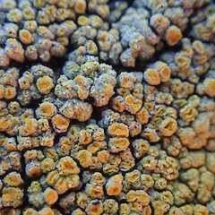 Locally common on coastal rocks, Horseshoe Bay Stewart Island.<br>Photographer: Marley Ford, Date taken: 09/04/2021, Licence: <a target='_blank' href='https://creativecommons.org/licenses/by/4.0'>CC BY</a>. <a class='member-message' href='/nzpcn/why-join-nzpcn/' target='_blank'>Members can view a larger version of this image.</a>