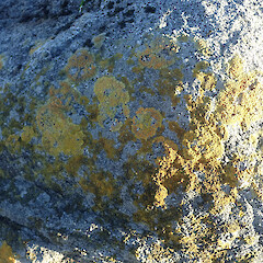 Locally common on coastal rocks, Horseshoe Bay Stewart Island.<br>Photographer: Marley Ford, Date taken: 09/04/2021, Licence: <a target='_blank' href='https://creativecommons.org/licenses/by/4.0'>CC BY</a>. <a class='member-message' href='/nzpcn/why-join-nzpcn/' target='_blank'>Members can view a larger version of this image.</a>
