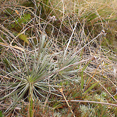Habit: Mt Aspiring National Park.<br>Photographer: Jane Gosden, Date taken: 01/01/2024, Licence: <a target='_blank' href='https://creativecommons.org/licenses/by-nc-sa/4.0'>CC BY-NC-SA</a>. <a class='member-message' href='/nzpcn/why-join-nzpcn/' target='_blank'>Members can view a larger version of this image.</a>