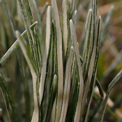 Leaf detail: Mt Aspiring National Park.<br>Photographer: Jane Gosden, Date taken: 01/01/2024, Licence: <a target='_blank' href='https://creativecommons.org/licenses/by-nc-sa/4.0'>CC BY-NC-SA</a>. <a class='member-message' href='/nzpcn/why-join-nzpcn/' target='_blank'>Members can view a larger version of this image.</a>