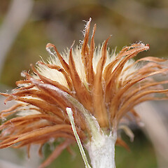 Involucral bracts; Mt Aspiring National Park.<br>Photographer: Jane Gosden, Date taken: 01/01/2024, Licence: <a target='_blank' href='https://creativecommons.org/licenses/by-nc-sa/4.0'>CC BY-NC-SA</a>. <a class='member-message' href='/nzpcn/why-join-nzpcn/' target='_blank'>Members can view a larger version of this image.</a>