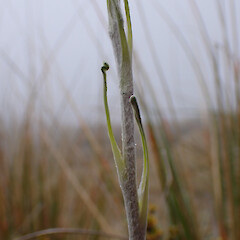 Scape bracts; Mt Aspiring National park.<br>Photographer: Jane Gosden, Date taken: 02/01/2024, Licence: <a target='_blank' href='https://creativecommons.org/licenses/by-nc-sa/4.0'>CC BY-NC-SA</a>. <a class='member-message' href='/nzpcn/why-join-nzpcn/' target='_blank'>Members can view a larger version of this image.</a>