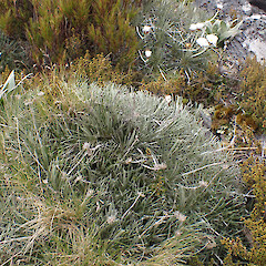 Habit; Mt Aspiring National park.<br>Photographer: Jane Gosden, Date taken: 02/01/2024, Licence: <a target='_blank' href='https://creativecommons.org/licenses/by-nc-sa/4.0'>CC BY-NC-SA</a>. <a class='member-message' href='/nzpcn/why-join-nzpcn/' target='_blank'>Members can view a larger version of this image.</a>