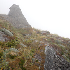 Habitat; Mt Aspiring National park.<br>Photographer: Jane Gosden, Date taken: 02/01/2024, Licence: <a target='_blank' href='https://creativecommons.org/licenses/by-nc-sa/4.0'>CC BY-NC-SA</a>. <a class='member-message' href='/nzpcn/why-join-nzpcn/' target='_blank'>Members can view a larger version of this image.</a>