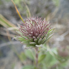 Involucral bracts; Seaward Kaikoura Range.<br>Photographer: Jane Gosden, Date taken: 02/01/2014, Licence: <a target='_blank' href='https://creativecommons.org/licenses/by-nc-sa/4.0'>CC BY-NC-SA</a>. <a class='member-message' href='/nzpcn/why-join-nzpcn/' target='_blank'>Members can view a larger version of this image.</a>