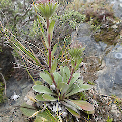 Habit; scape and bracts; involucral bracts; Seaward Kaikoura Range.<br>Photographer: Jane Gosden, Date taken: 02/01/2014, Licence: <a target='_blank' href='https://creativecommons.org/licenses/by-nc-sa/4.0'>CC BY-NC-SA</a>. <a class='member-message' href='/nzpcn/why-join-nzpcn/' target='_blank'>Members can view a larger version of this image.</a>