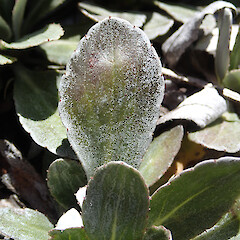 Leaf deatail; Seaward Kaikoura Range.<br>Photographer: Jane Gosden, Date taken: 24/10/2020, Licence: <a target='_blank' href='https://creativecommons.org/licenses/by-nc-sa/4.0'>CC BY-NC-SA</a>. <a class='member-message' href='/nzpcn/why-join-nzpcn/' target='_blank'>Members can view a larger version of this image.</a>