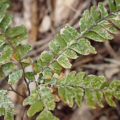 Foliicolous on Adiantum hispidulum on forest floor in coastal forest remnant, Whangaparāoa Auckland.<br>Photographer: Marley Ford, Date taken: 10/01/2024, Licence: <a target='_blank' href='https://creativecommons.org/licenses/by/4.0'>CC BY</a>. <a class='member-message' href='/nzpcn/why-join-nzpcn/' target='_blank'>Members can view a larger version of this image.</a>