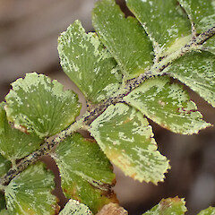 Foliicolous on Adiantum hispidulum on forest floor in coastal forest remnant, Whangaparāoa Auckland.<br>Photographer: Marley Ford, Date taken: 10/01/2024, Licence: <a target='_blank' href='https://creativecommons.org/licenses/by/4.0'>CC BY</a>. <a class='member-message' href='/nzpcn/why-join-nzpcn/' target='_blank'>Members can view a larger version of this image.</a>