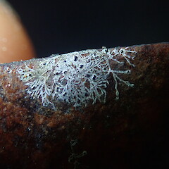 Foliicolous on tairare leaf, Big Omaha Rodney.<br>Photographer: Marley Ford, Date taken: 06/06/2019, Licence: <a target='_blank' href='https://creativecommons.org/licenses/by-nc/4.0'>CC BY-NC</a>. <a class='member-message' href='/nzpcn/why-join-nzpcn/' target='_blank'>Members can view a larger version of this image.</a>
