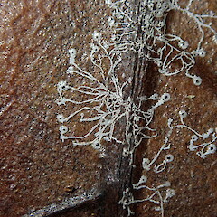 Foliicolous on taraire leaf, Waitakere Auckland.<br>Photographer: Marley Ford, Date taken: 01/05/2019, Licence: <a target='_blank' href='https://creativecommons.org/licenses/by-nc/4.0'>CC BY-NC</a>. <a class='member-message' href='/nzpcn/why-join-nzpcn/' target='_blank'>Members can view a larger version of this image.</a>