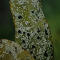 Foliicolous on Pyrrosia eleagnifolia.<br>Photographer: Marley Ford, Date taken: 13/07/2019, Licence: <a target='_blank' href='https://creativecommons.org/licenses/by-nc/4.0'>CC BY-NC</a>. <a class='member-message' href='/nzpcn/why-join-nzpcn/' target='_blank'>Members can view a larger version of this image.</a>