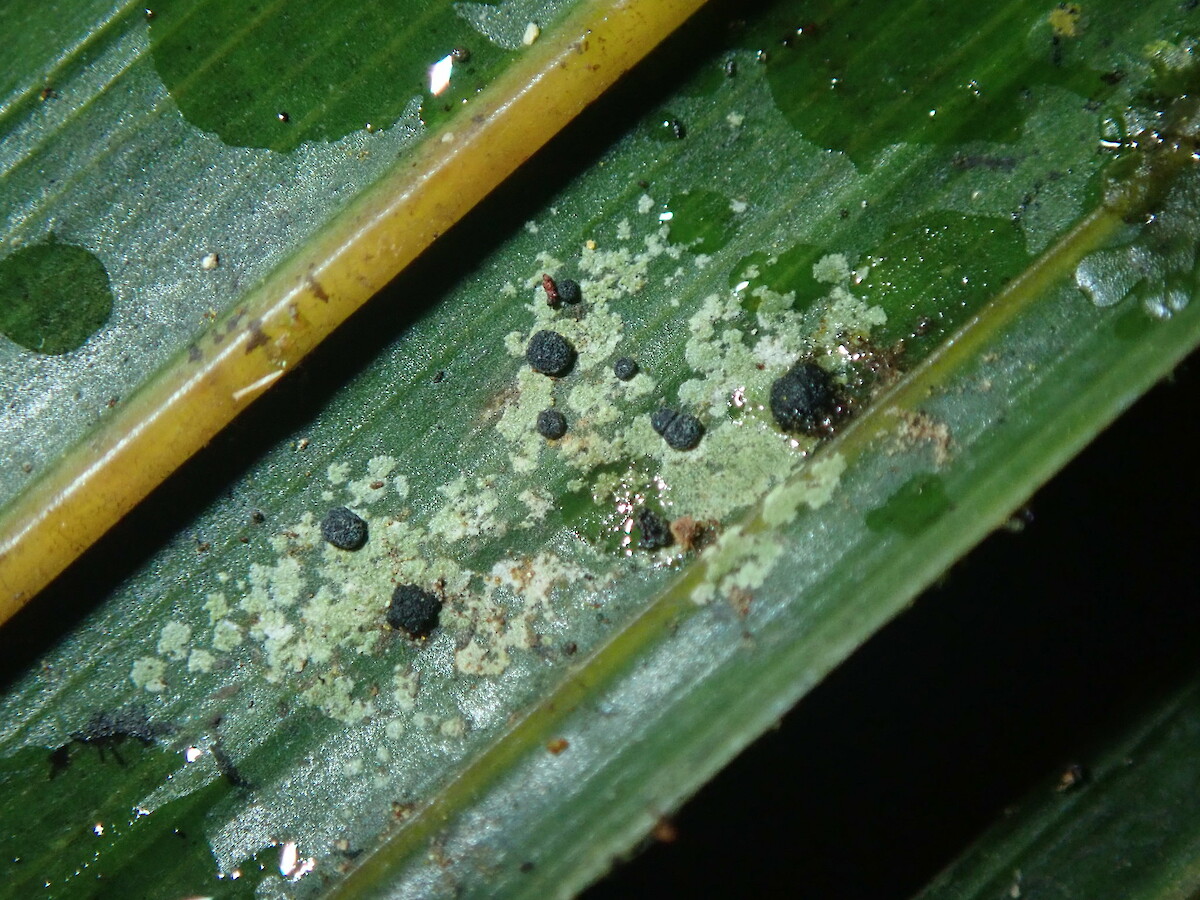 Calopadia subcoerulescens • New Zealand Plant Conservation Network