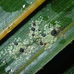 Calopadia subcoerulescens