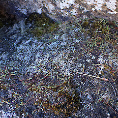 Terricolous in alpine, Mt Anglem Stewart Island.<br>Photographer: Marley Ford, Date taken: 06/03/2023, Licence: <a target='_blank' href='https://creativecommons.org/licenses/by/4.0'>CC BY</a>. <a class='member-message' href='/nzpcn/why-join-nzpcn/' target='_blank'>Members can view a larger version of this image.</a>