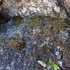 Terricolous in alpine, Mt Anglem Stewart Island.<br>Photographer: Marley Ford, Date taken: 06/03/2023, Licence: <a target='_blank' href='https://creativecommons.org/licenses/by/4.0'>CC BY</a>. <a class='member-message' href='/nzpcn/why-join-nzpcn/' target='_blank'>Members can view a larger version of this image.</a>