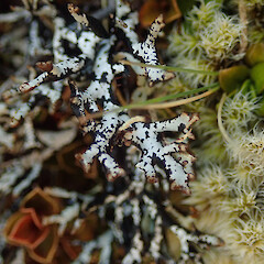 Corticolous, Kaimanawa Rangitikei.<br>Photographer: Marley Ford, Date taken: 28/12/2019, Licence: <a target='_blank' href='https://creativecommons.org/licenses/by/4.0'>CC BY</a>. <a class='member-message' href='/nzpcn/why-join-nzpcn/' target='_blank'>Members can view a larger version of this image.</a>