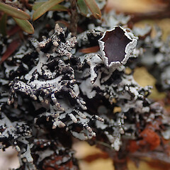 Corticolous in geothermal forest, Rotorua.<br>Photographer: Marley Ford, Date taken: 08/02/2021, Licence: <a target='_blank' href='https://creativecommons.org/licenses/by/4.0'>CC BY</a>. <a class='member-message' href='/nzpcn/why-join-nzpcn/' target='_blank'>Members can view a larger version of this image.</a>