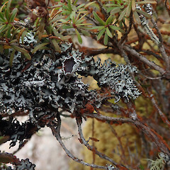 Corticolous in geothermal forest, Rotorua.<br>Photographer: Marley Ford, Date taken: 08/02/2021, Licence: <a target='_blank' href='https://creativecommons.org/licenses/by/4.0'>CC BY</a>. <a class='member-message' href='/nzpcn/why-join-nzpcn/' target='_blank'>Members can view a larger version of this image.</a>