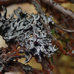 Corticolous in geothermal forest, Rotorua.<br>Photographer: Marley Ford, Date taken: 08/02/2021, Licence: <a target='_blank' href='https://creativecommons.org/licenses/by/4.0'>CC BY</a>. <a class='member-message' href='/nzpcn/why-join-nzpcn/' target='_blank'>Members can view a larger version of this image.</a>
