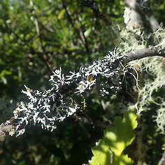 Local on frost flats shrub, Pureora Taupo.<br>Photographer: Marley Ford, Date taken: 24/02/2021, Licence: <a target='_blank' href='https://creativecommons.org/licenses/by/4.0'>CC BY</a>. <a class='member-message' href='/nzpcn/why-join-nzpcn/' target='_blank'>Members can view a larger version of this image.</a>