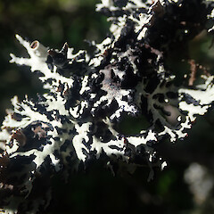 Local on frost flats shrub, Pureora Taupo.<br>Photographer: Marley Ford, Date taken: 24/02/2021, Licence: <a target='_blank' href='https://creativecommons.org/licenses/by/4.0'>CC BY</a>. <a class='member-message' href='/nzpcn/why-join-nzpcn/' target='_blank'>Members can view a larger version of this image.</a>