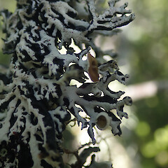 Local on frost flats shrub, Pureora Taupo.<br>Photographer: Marley Ford, Date taken: 24/02/2021, Licence: <a target='_blank' href='https://creativecommons.org/licenses/by/4.0'>CC BY</a>. <a class='member-message' href='/nzpcn/why-join-nzpcn/' target='_blank'>Members can view a larger version of this image.</a>