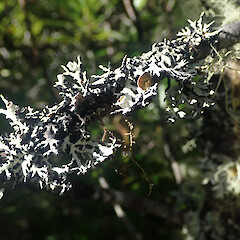 Local on frost flats shrub, Pureora Taupo.<br>Photographer: Marley Ford, Date taken: 24/02/2021, Licence: <a target='_blank' href='https://creativecommons.org/licenses/by/4.0'>CC BY</a>. <a class='member-message' href='/nzpcn/why-join-nzpcn/' target='_blank'>Members can view a larger version of this image.</a>